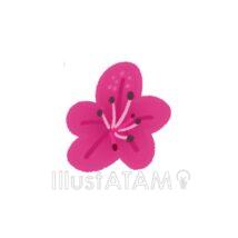 おしゃれなツツジ（小さい）