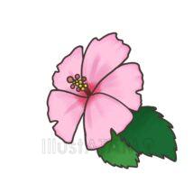 おしゃれなハイビスカス（ピンク色）