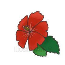 ハイビスカス（赤色）