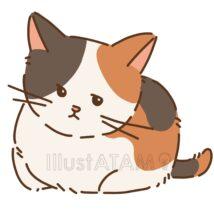 おしゃれな三毛猫