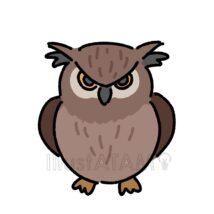 かっこいいフクロウ