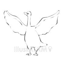 かっこいい白鳥