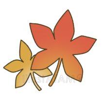 かわいいもみじ