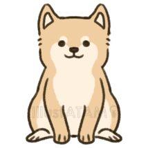かわいいゆるい柴犬（お座り）