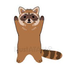 かわいいアライグマ