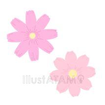 かわいいコスモス