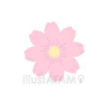 かわいいコスモス（薄）