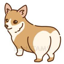 かわいいコーギー（おしり）