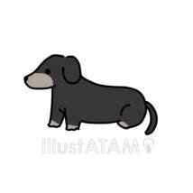 かわいいダックスフンド（黒色）