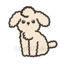 かわいいトイプードル（白色）