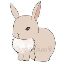 かわいいリアルなうさぎ