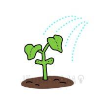 きゅうりの育て方