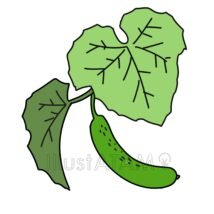 きゅうりの葉っぱ,きゅうり,葉っぱ,野菜のイラスト素材