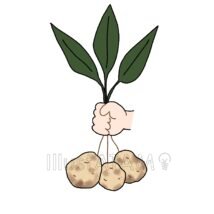 じゃがいもの収穫
