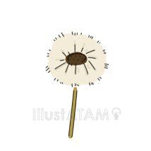 たんぽぽの綿毛