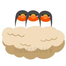 つばめのひな（3匹）