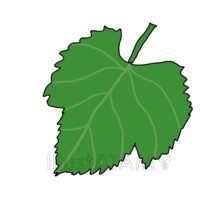 ぶどうの葉っぱ