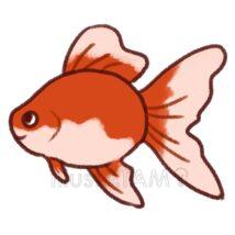 ゆるいかわいい金魚（錦）