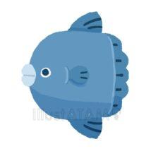 ゆるいマンボウ