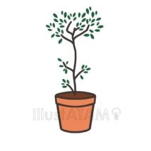 オリーブ（鉢植え）