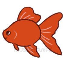 シンプルなかわいい金魚（赤色）