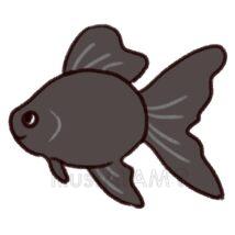 シンプルなかわいい金魚（黒色）