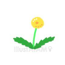シンプルなたんぽぽ