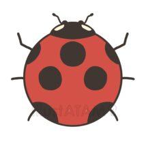 シンプルなテントウムシ