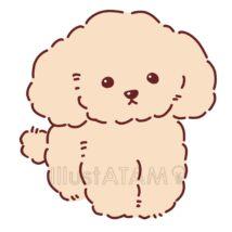 シンプルなトイプードル（白色）