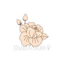 シンプルな牡丹