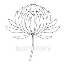 シンプルな菊の花（白黒）