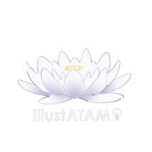 シンプルな蓮の花