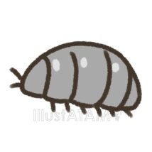 ダンゴムシ