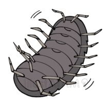 ダンゴムシの裏側