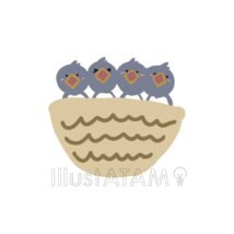 ツバメの子育て