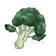ブロッコリー,ブロッコリー,野菜のイラスト素材