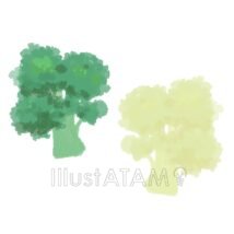 ブロッコリーとカリフラワー,ブロッコリー,野菜のイラスト素材