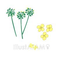 ブロッコリーの花,ブロッコリー,花のイラスト素材