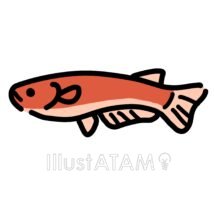 メダカ（赤色）