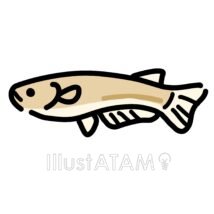 メダカ（黄色）