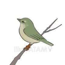 リアルなうぐいす