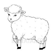 リアルなひつじ