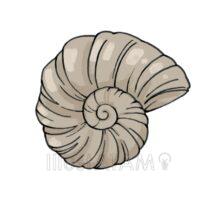 リアルなアンモナイト