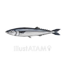 リアルなサンマ