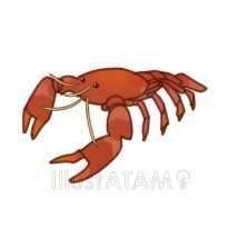 リアルなザリガニ