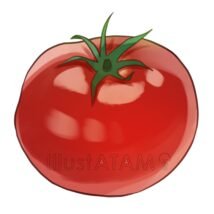 リアルなトマト,トマト,リアル,野菜のイラスト素材