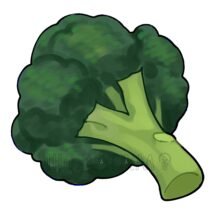 リアルなブロッコリー,ブロッコリー,リアル,野菜のイラスト素材