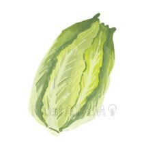 リアルな白菜