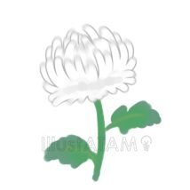 冬菊,花,菊のイラスト素材