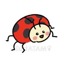 可愛いテントウムシ